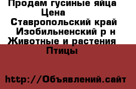Продам гусиные яйца › Цена ­ 20 - Ставропольский край, Изобильненский р-н Животные и растения » Птицы   